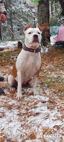 Стаффордширский терьер