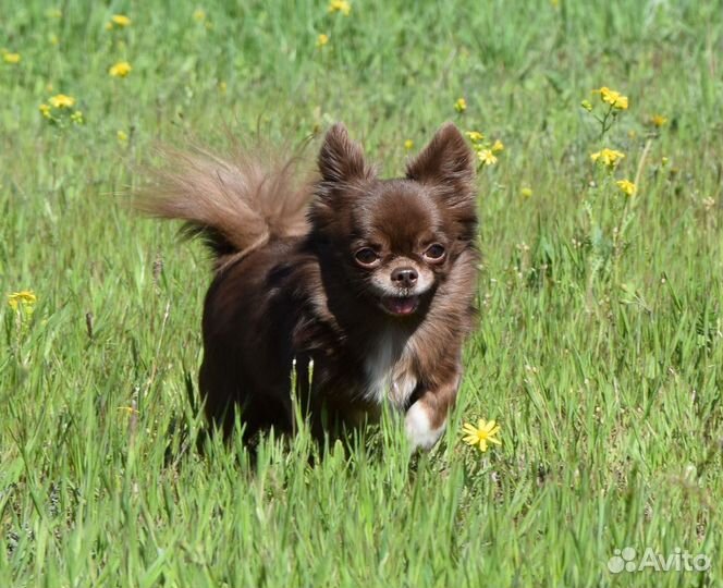 Вязка, мини мальчик