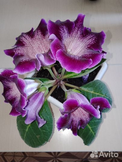 Стрептокарпусы и глоксинии