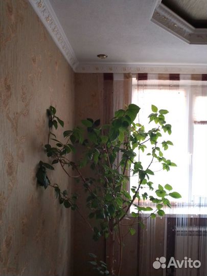 Гибискус китайская роза, дерево