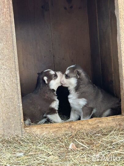 Продаются щенки сибирской хаски