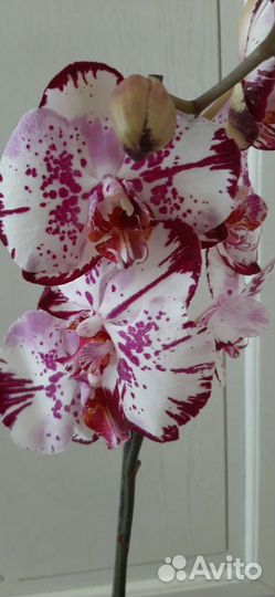 Орхидея фаленопсис Magic Art