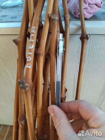 Черенки винограда