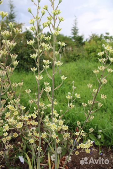 Многолетние цветы из сада