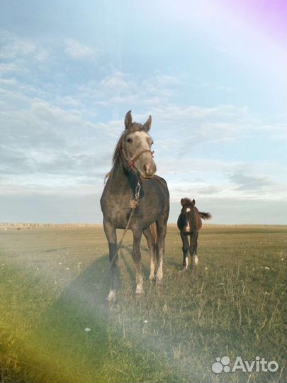 Продам лошадь