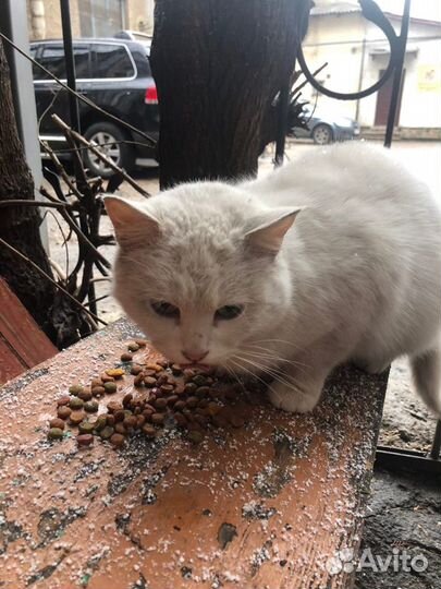 Белая кошечка,Турецкая ангора,выживающая на улице