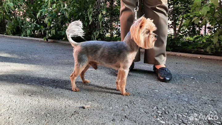 Вязка йоркширский терьер