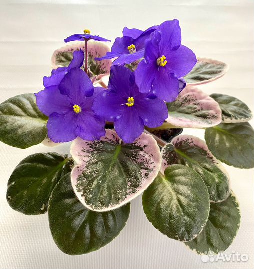 Фиалка Rivermist Galaxy (SP)