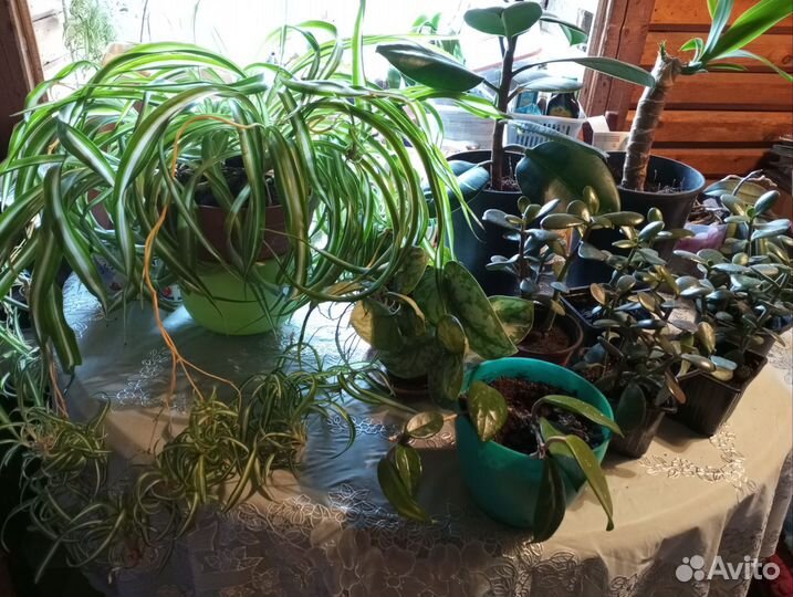 Комнатные цветы