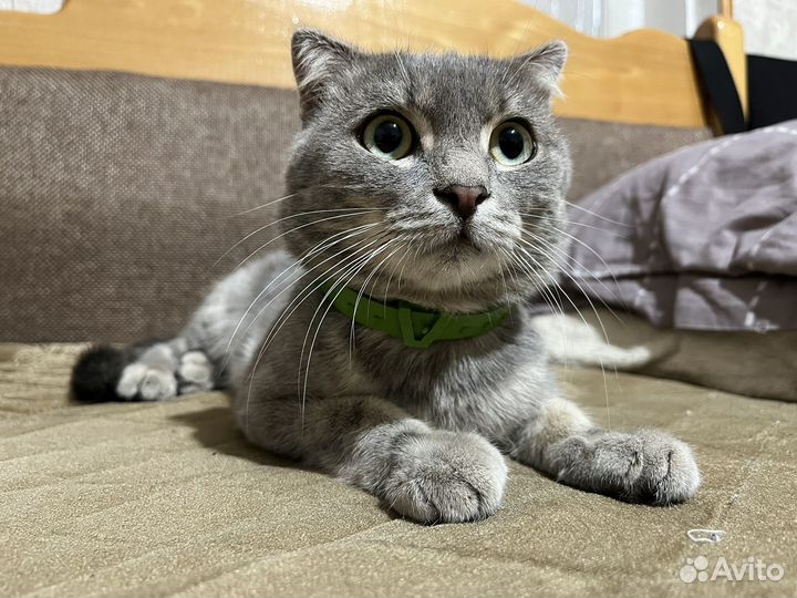 Вислоухий кот