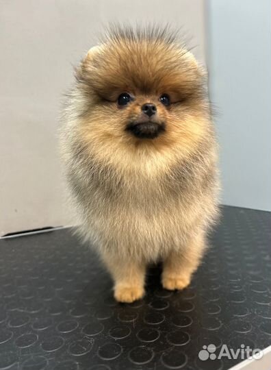 Груминг шпица в салоне с уходом