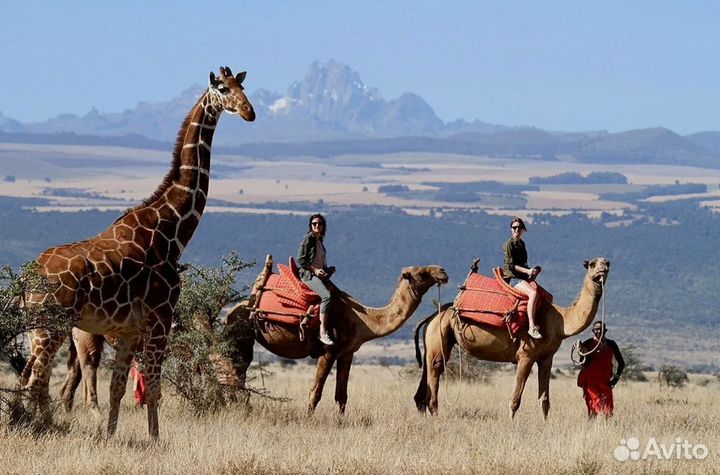 Сафари в Африку