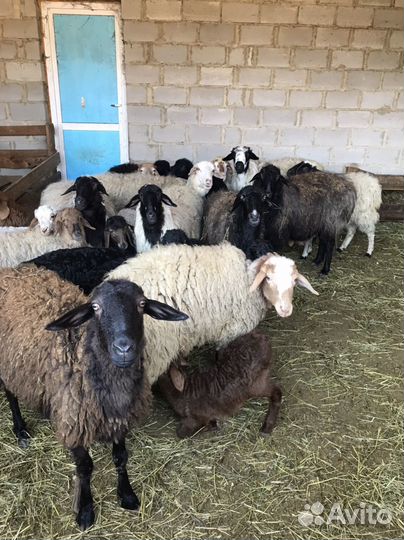 Баран, овцы с ягнятами