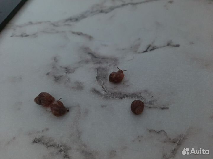 Улитки ахатины