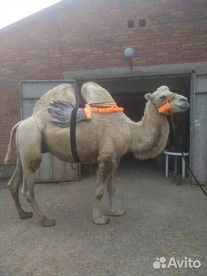 Продам верблюда