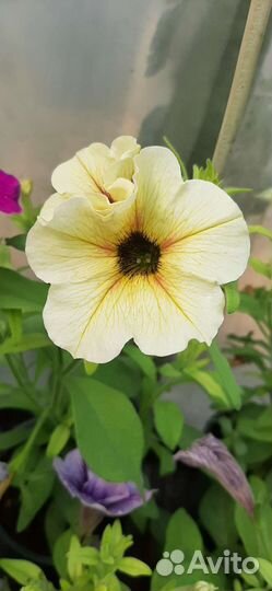 Петуния ампельная вегетативная