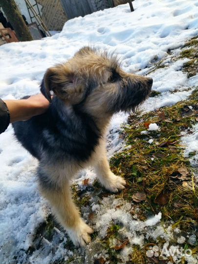 Щенок в добрые руки