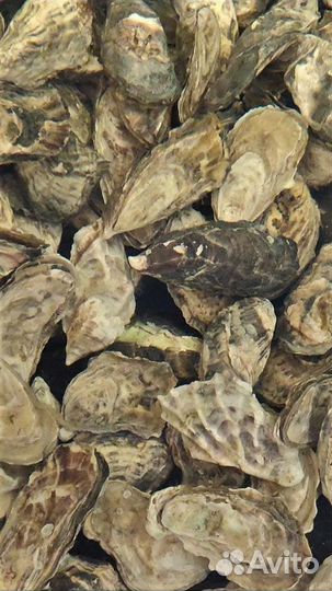 Живые устрицы