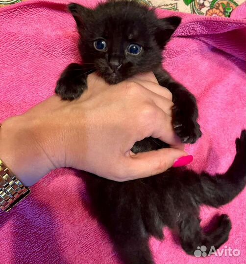 Кошка и котенок