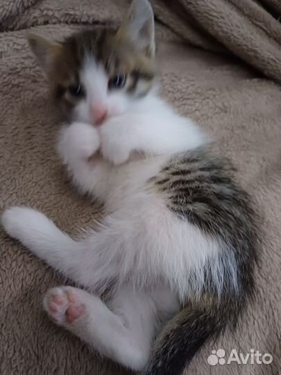 Котята в добрые руки приучены к лотку