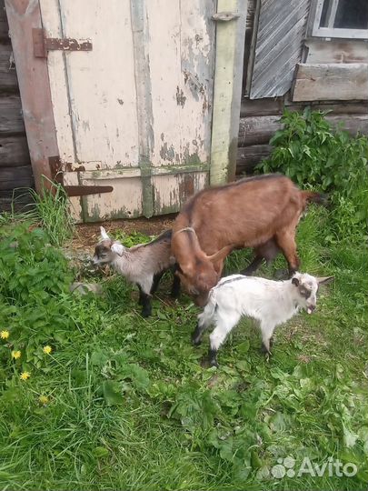 Коза дойная чешская