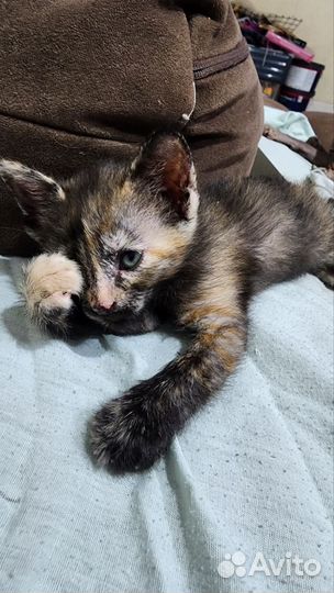 Кошки для преданного