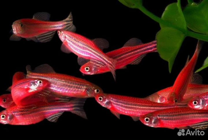 Данио розовый Аквариумные рыбки в ассортименте