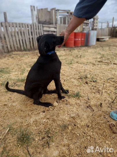 Щенки бесплатно