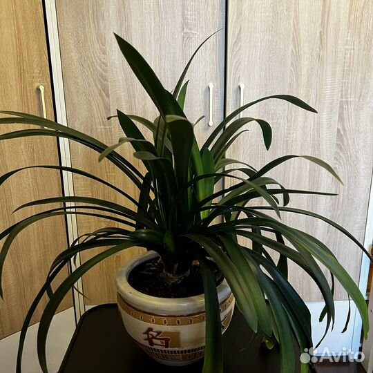 Домашние цветы