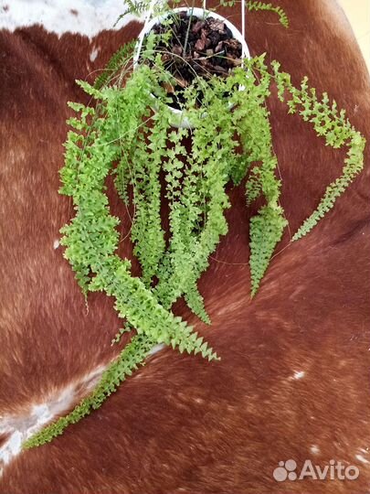 Папоротник