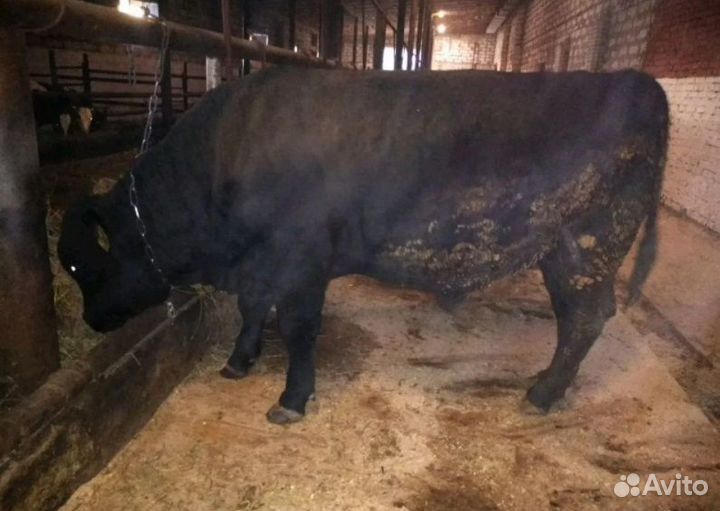 Быки Абердин-Ангус на племя и разведение,живой вес