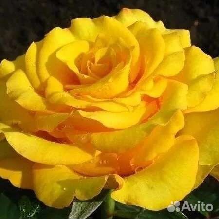 Морозостойкие Саженцы роз