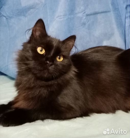 Пушинка в дар