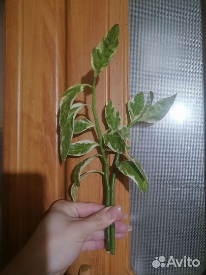 Комнатные растения