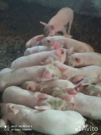 Поросята