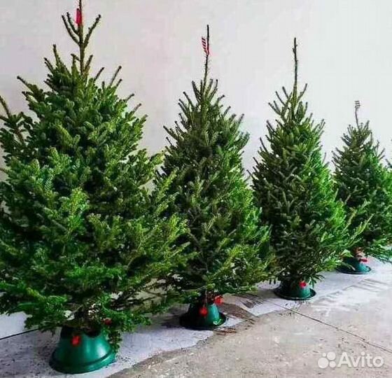 Пихта живая, гирлдянда в подарок