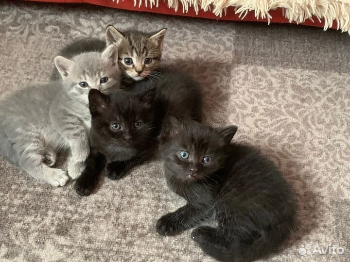 Британские котята