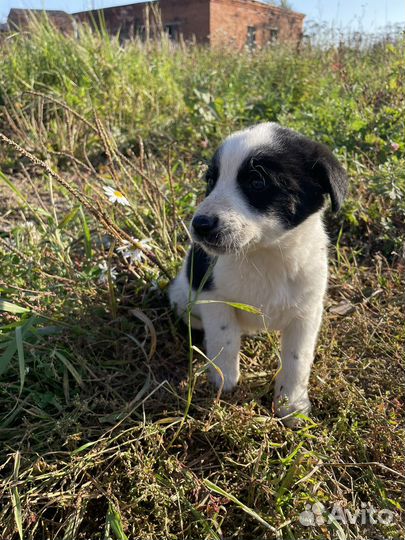 Щенок в добрые руки