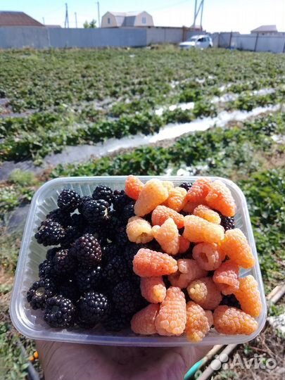 Саженцы ежевики