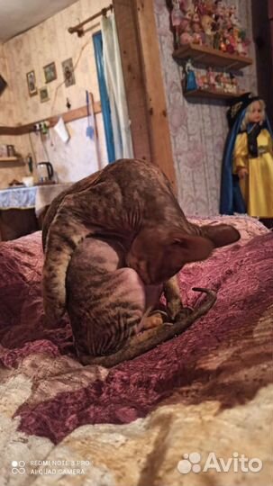 Кошки