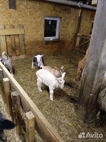 Козлята и козы