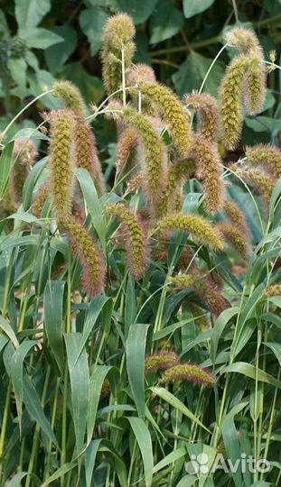 Могар семена