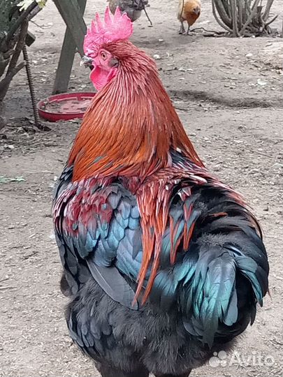 Петушки Маран черно-медный, пушкинский