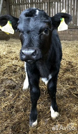 Продам телят, бычков