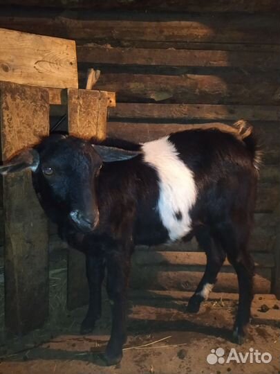 Нубийский козел вязка