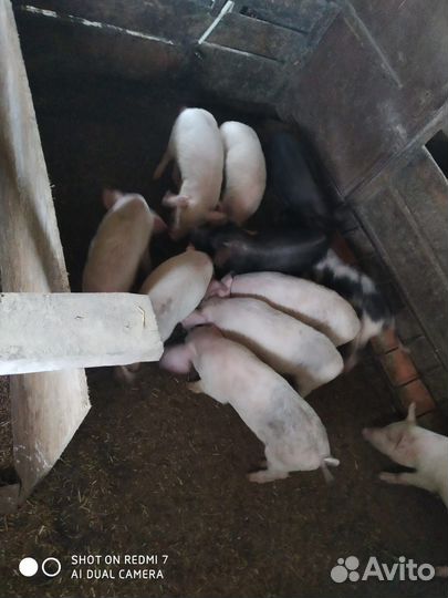 Поросята