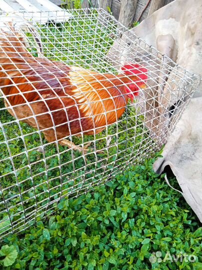 Питух красный