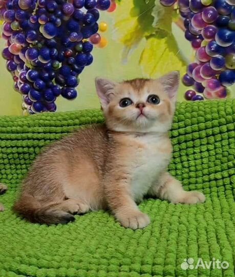 Веселая детвора