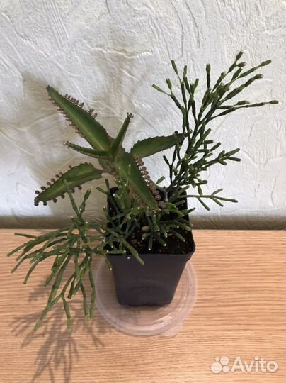 Суккуленты,Эписции,Эхеверии,Переския