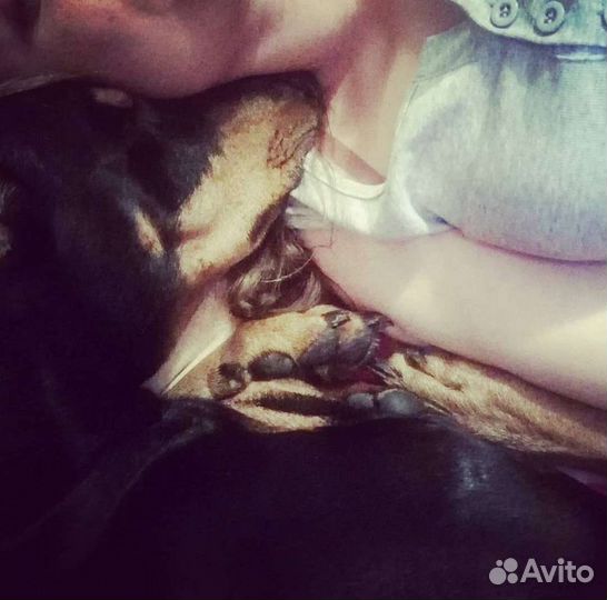 Передержка домашних животных